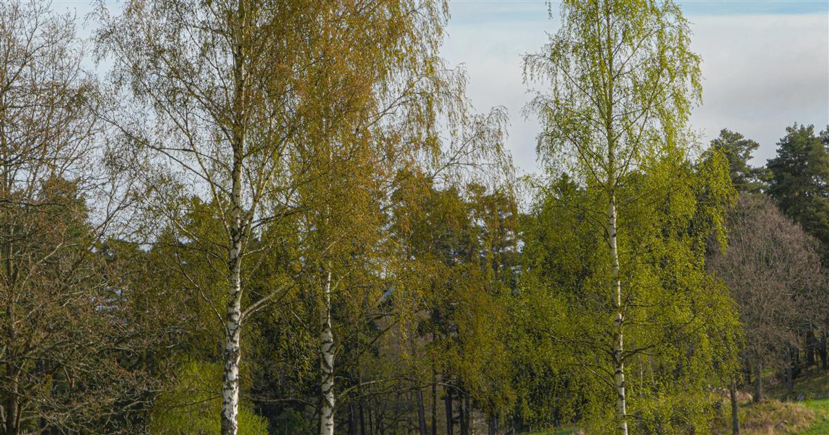 Russefeiring og støy - Nesodden kommune