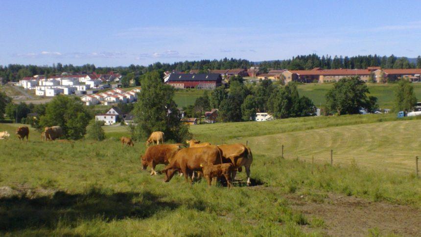 Grønt jorde med kyr som beiter - Klikk for stort bilde