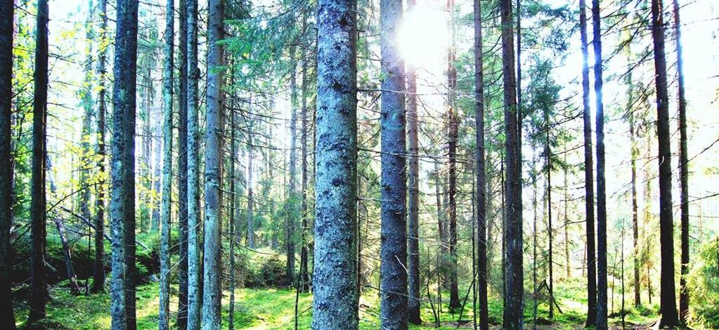 Skog med motsol - Klikk for stort bilde